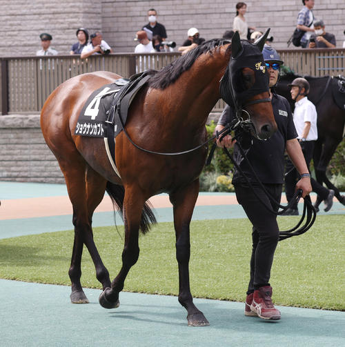 ショウナンカブト(2024年撮影)