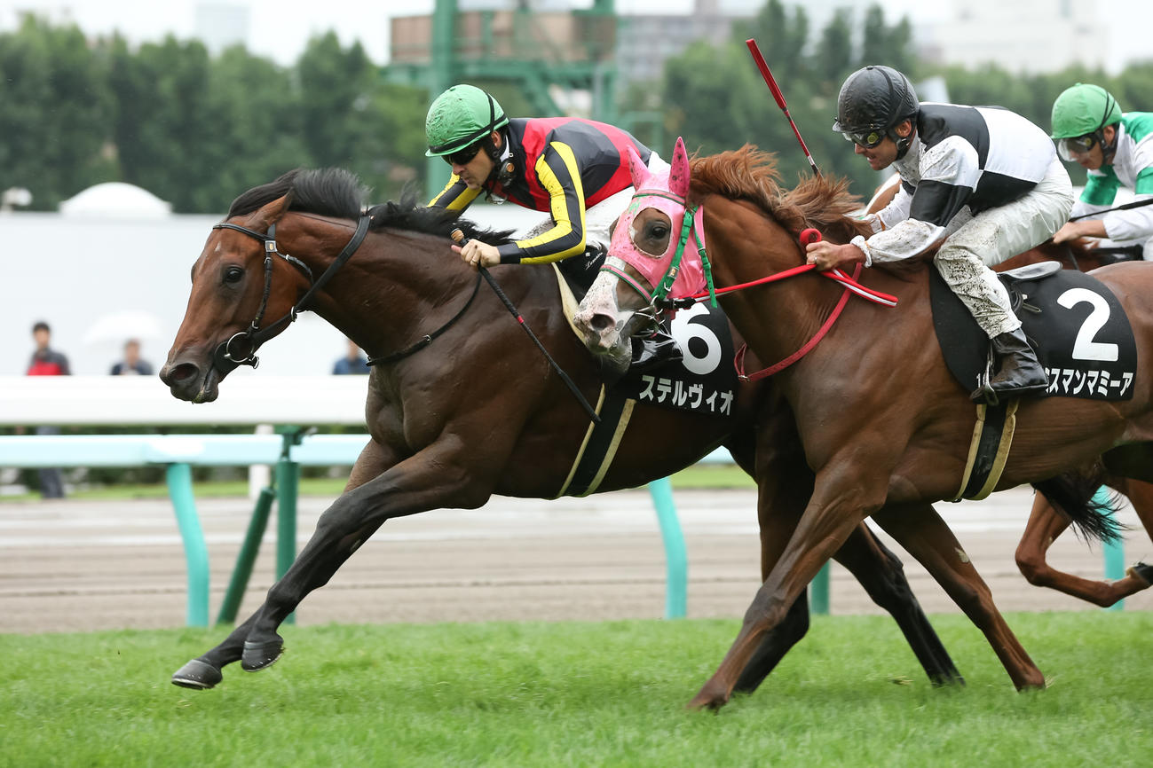 コスモス賞を制したステルヴィオ（2017年8月12日撮影）