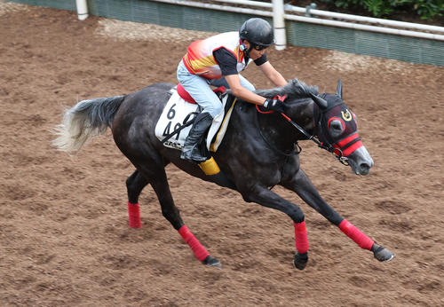 坂路で追い切るコスタボニータ
