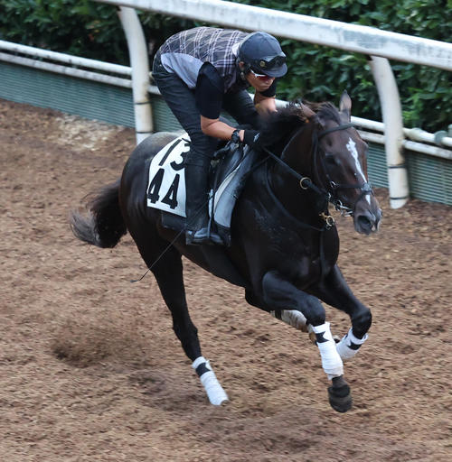 7日、坂路で追い切るディオ