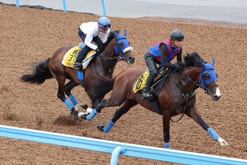 7日、タイムトゥヘヴン(左)は柴田善騎手を背に美浦ウッドでコレクテイニアと併せて追い切られた