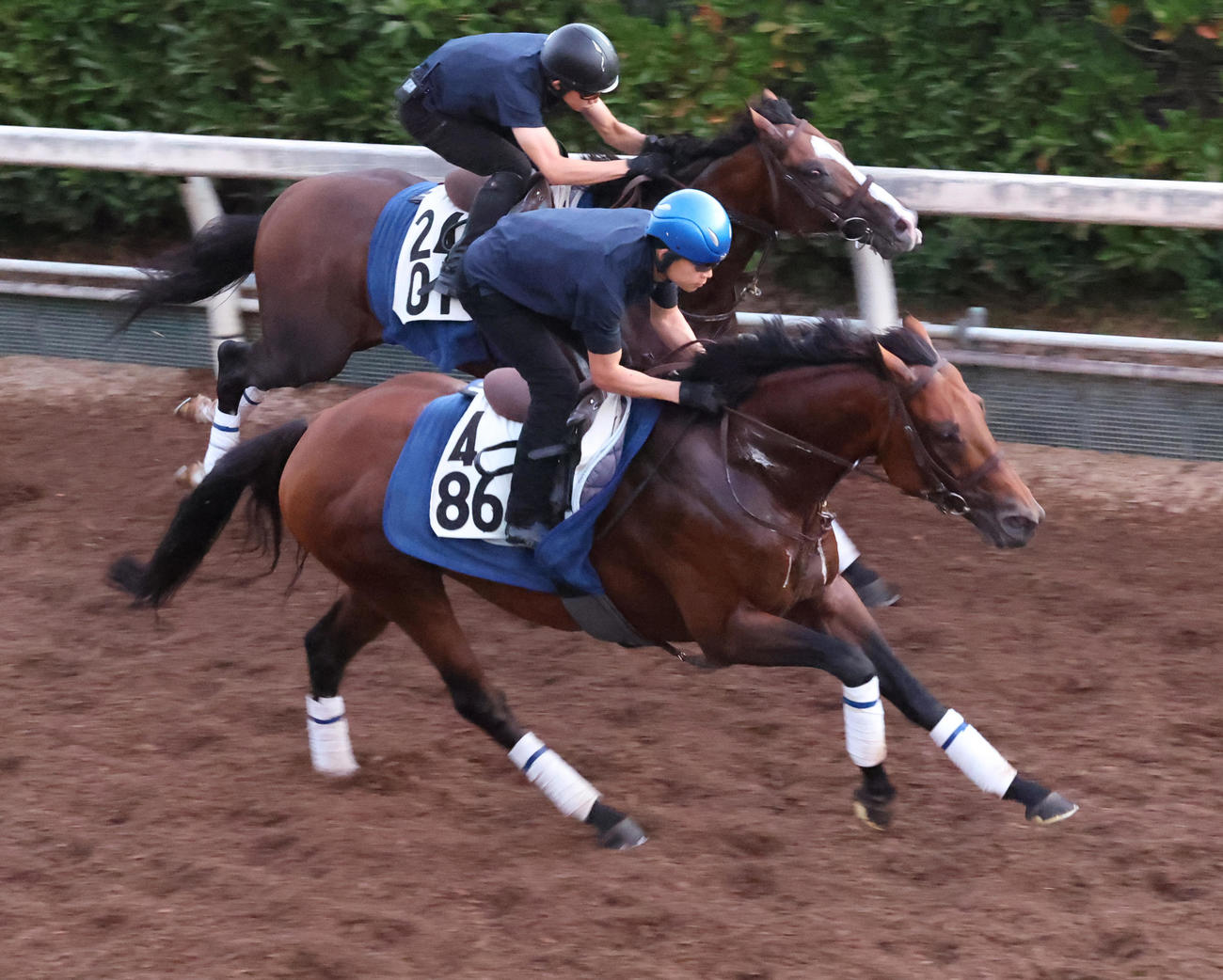 坂路で追い切るキタノエクスプレス（手前）