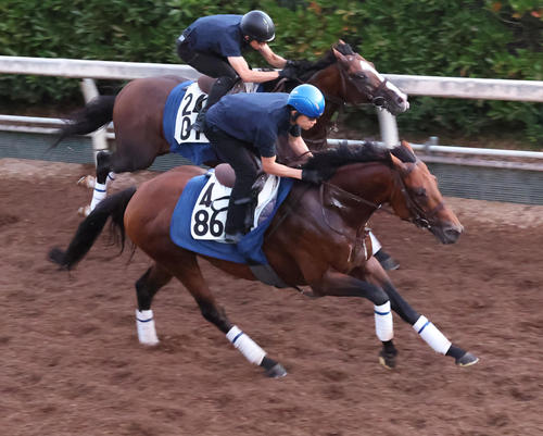 坂路で追い切るキタノエクスプレス(手前)