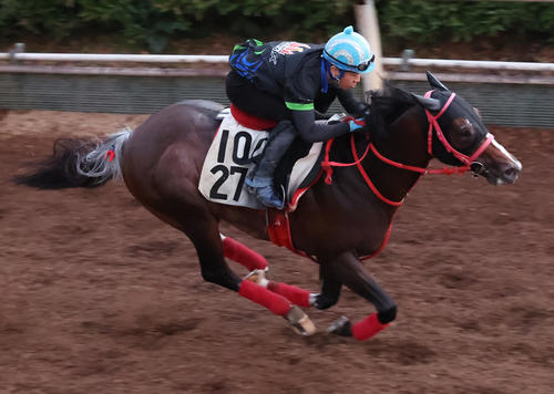 坂路で追い切るスズハローム