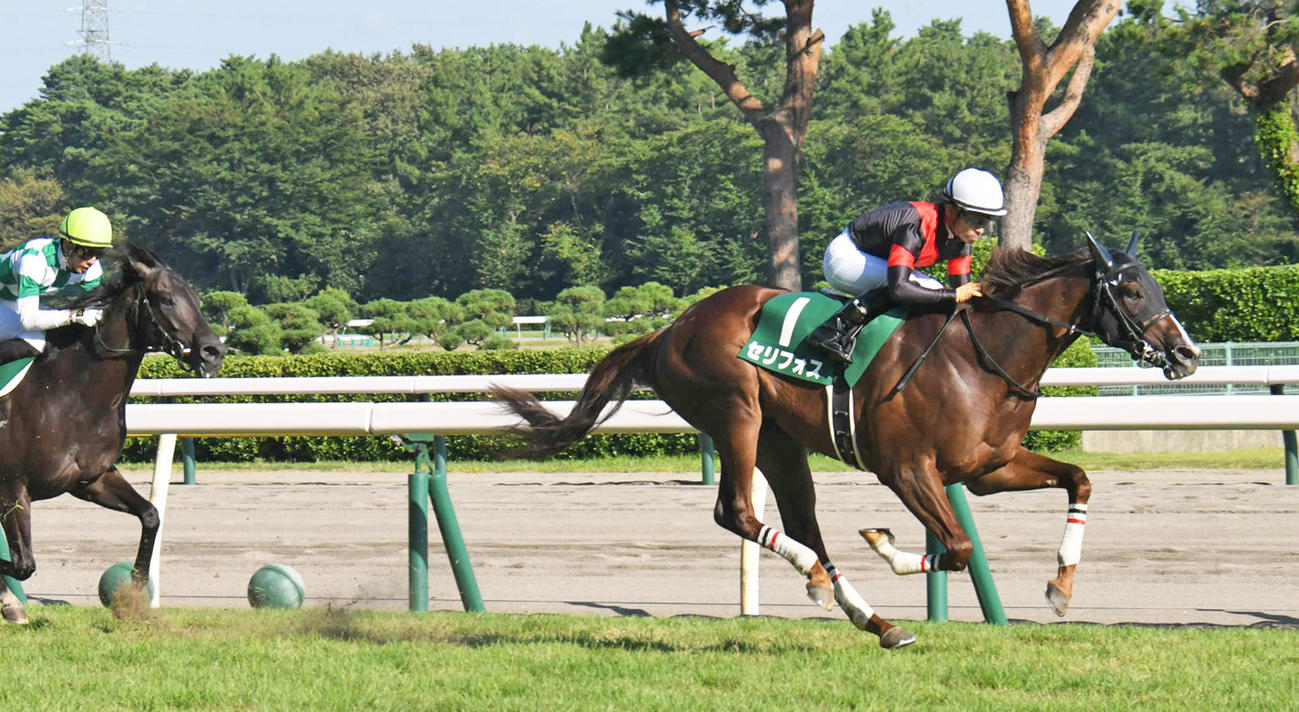 21年新潟2歳Sを制したセリフォス