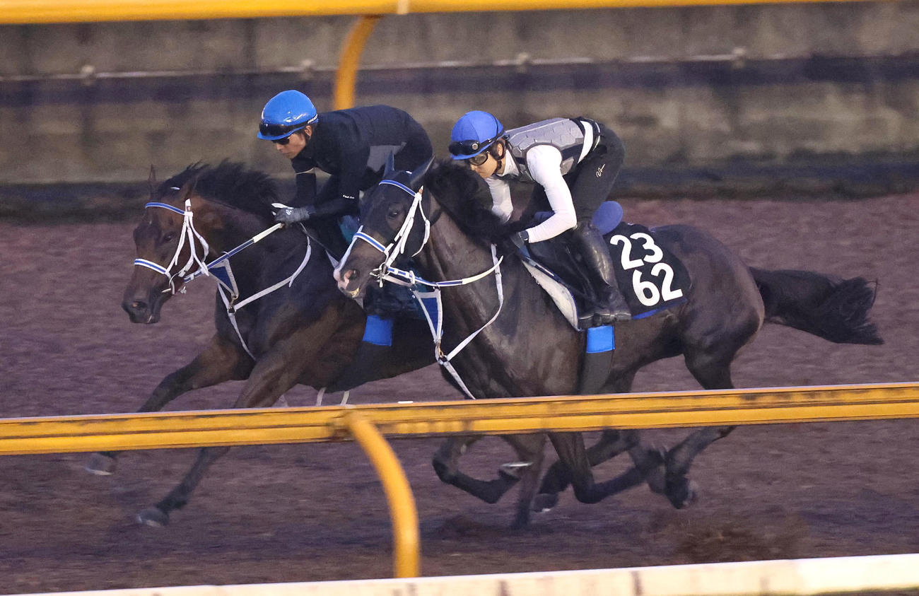 和田竜騎手を背にCウッドをルージュクライト（右）と併せ馬で追い切るマジカルフェアリー（撮影・白石智彦）