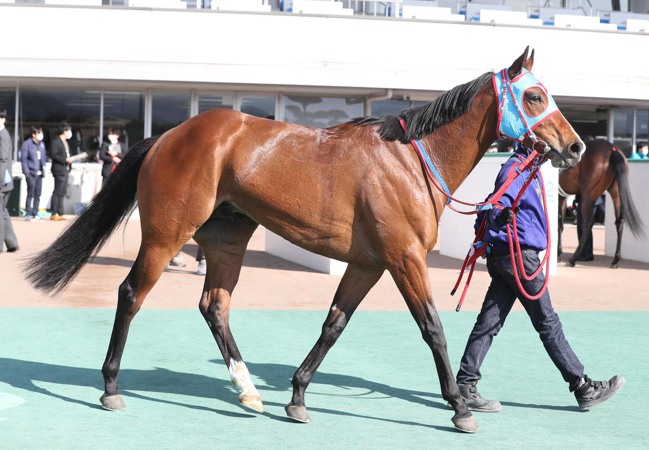 トールキン（2023年2月4日撮影）