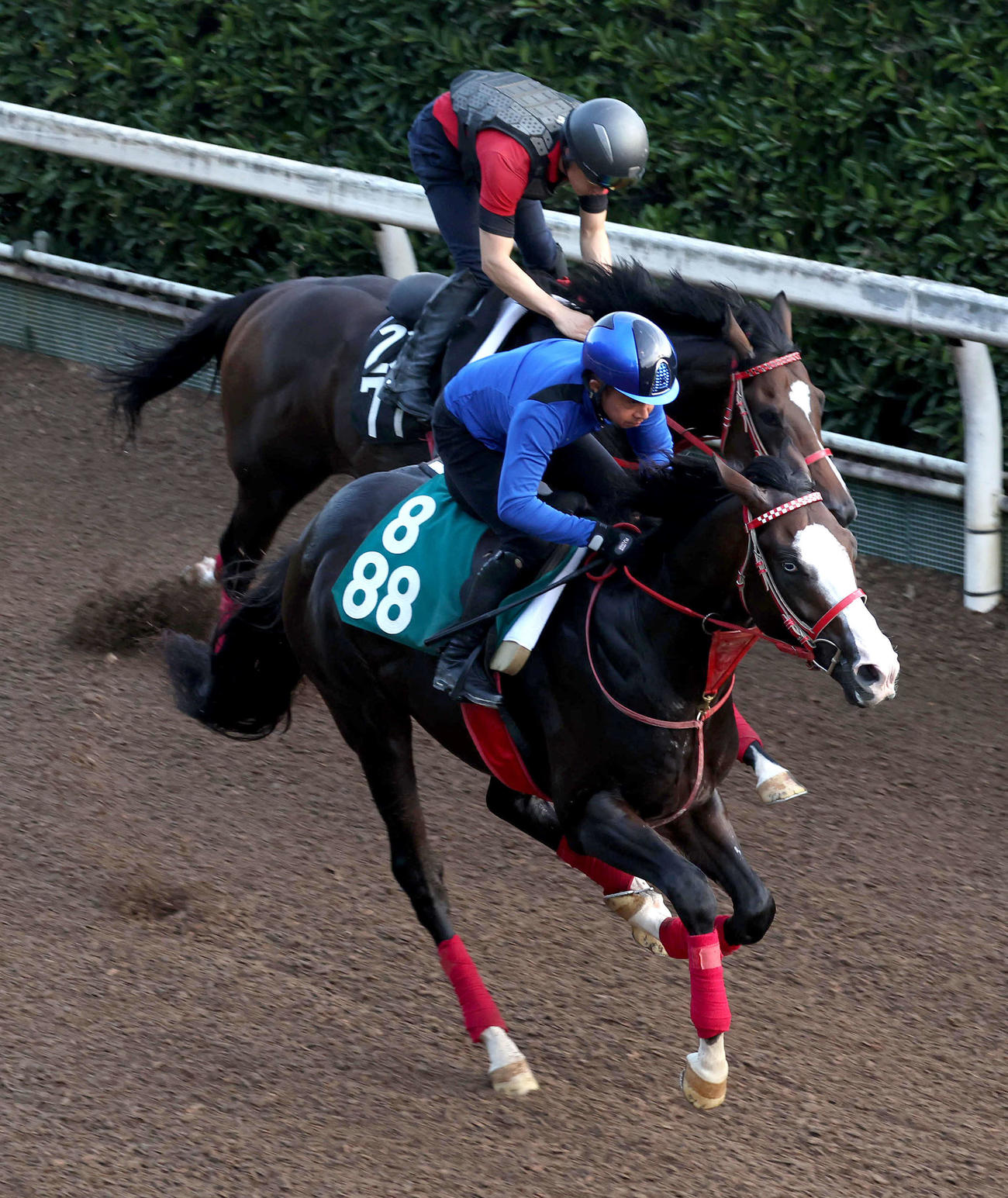 坂路をボディブロー（左）と併せ馬で追い切るシンフォーエバー（2024年8月21日撮影）