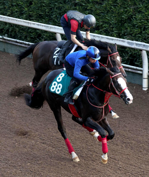 坂路をボディブロー(左)と併せ馬で追い切るシンフォーエバー(2024年8月21日撮影)