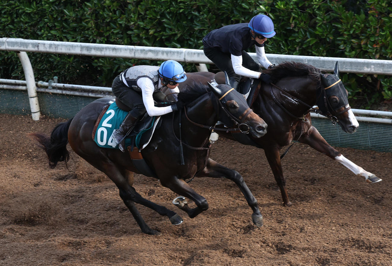 坂路にて併せ馬で追い切るクラスペディア（左）