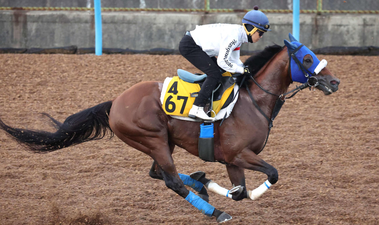 キングズパレスは松岡騎手を背に美浦ウッドを力強いフットワークで駆け抜けた（撮影・丹羽敏通）