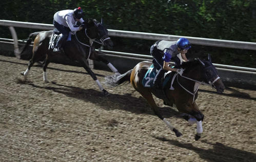 坂路にて併せ馬で追い切るエイシンワンド（右）