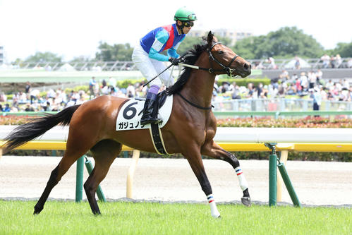 ガジュノリ(2023年6月4日撮影)