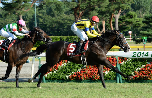 セントライト記念を制したイスラボニータ(2014年9月21日撮影)