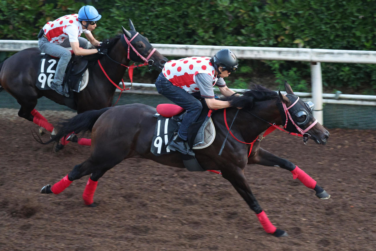 併せ馬に先着し、坂路で好時計をマークしたラヴァンダ（右）