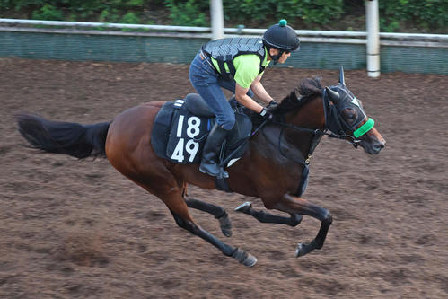 坂路を馬なりで駆け上がるオーロラエックス