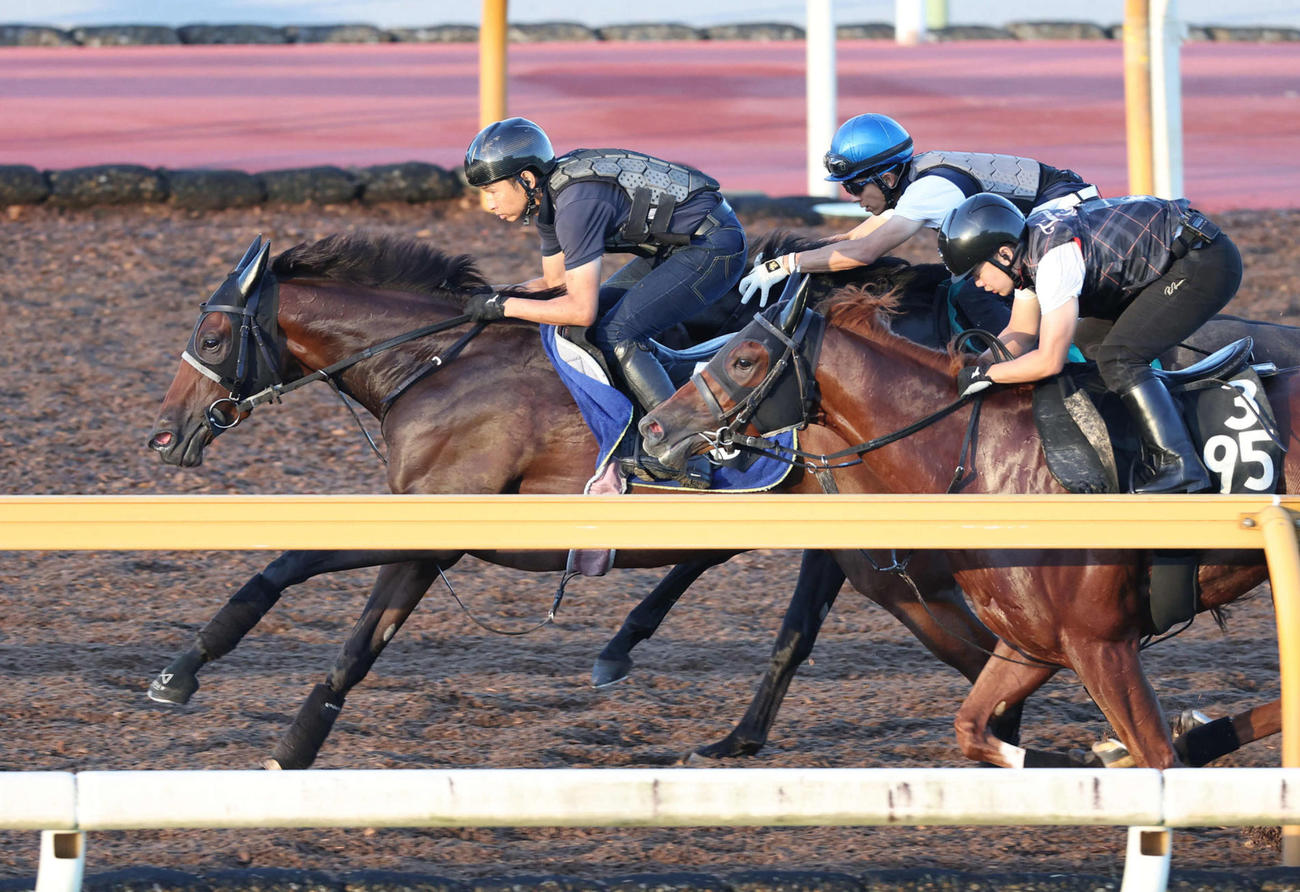 タガノエルピーダ（左）はCウッドを3頭併せで追い切る（撮影・白石智彦）