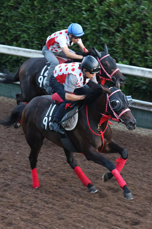 11日、坂路で好時計をマークしたラヴァンダ(手前)