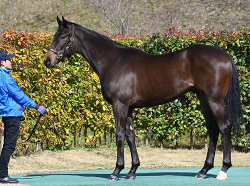 Elishevaの22、タヴァネスタン