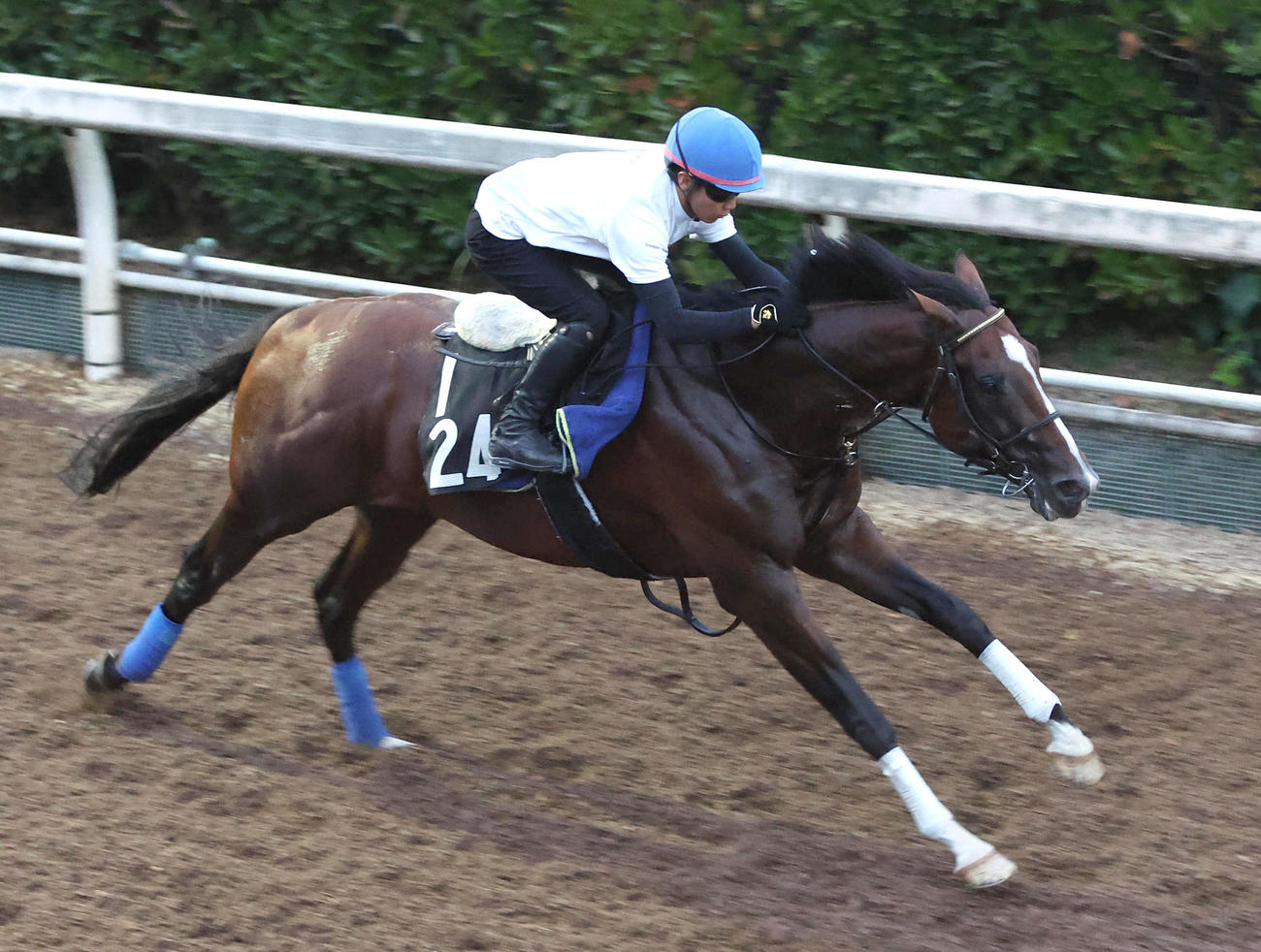 小沢騎手を背に坂路を単走で追い切るヴィレム（撮影・白石智彦）