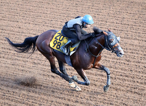 18日、美浦坂路で追い切るロバートソンキー（撮影・鈴木正人）