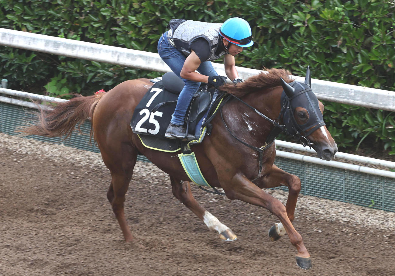酒井騎手を背に坂路を単走で追い切るテイエムリステット（撮影・白石智彦）
