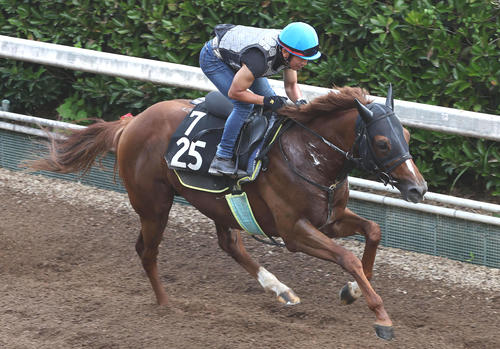 酒井騎手を背に坂路を単走で追い切るテイエムリステット（撮影・白石智彦）