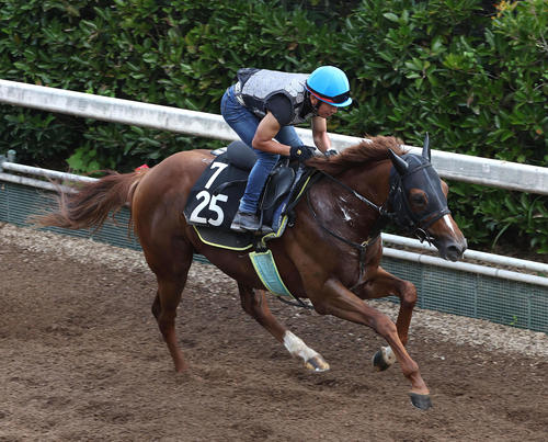 18日、酒井学騎手を背に坂路を単走で追い切るテイエムリステット