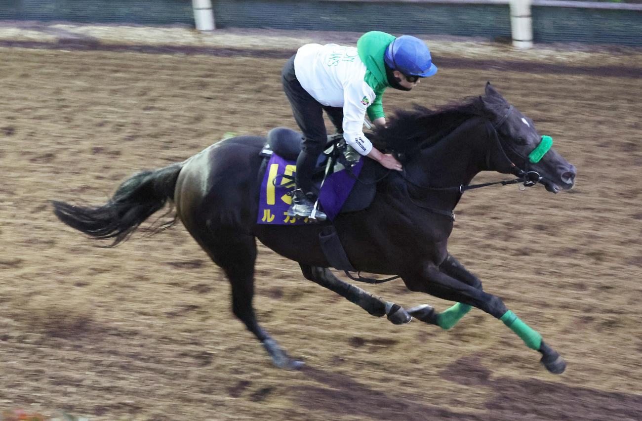 西村淳也騎手を背に坂路で追い切るルガル
