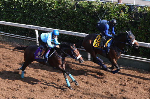 坂路をメテオリート(右)と併せ馬で追い切るブローザホーン(撮影・白石智彦)