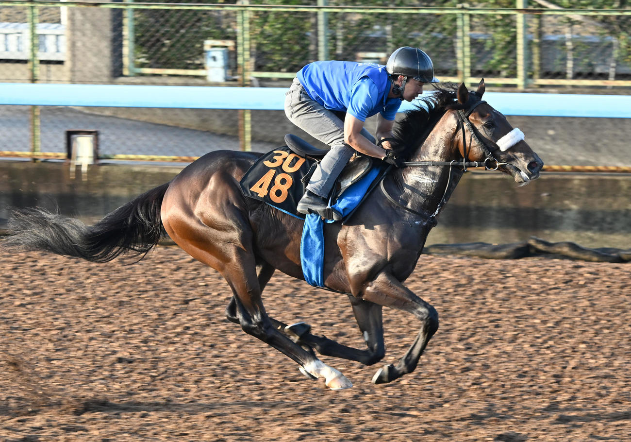2日美浦ウッドを単走で追い切るアルレッキーノ