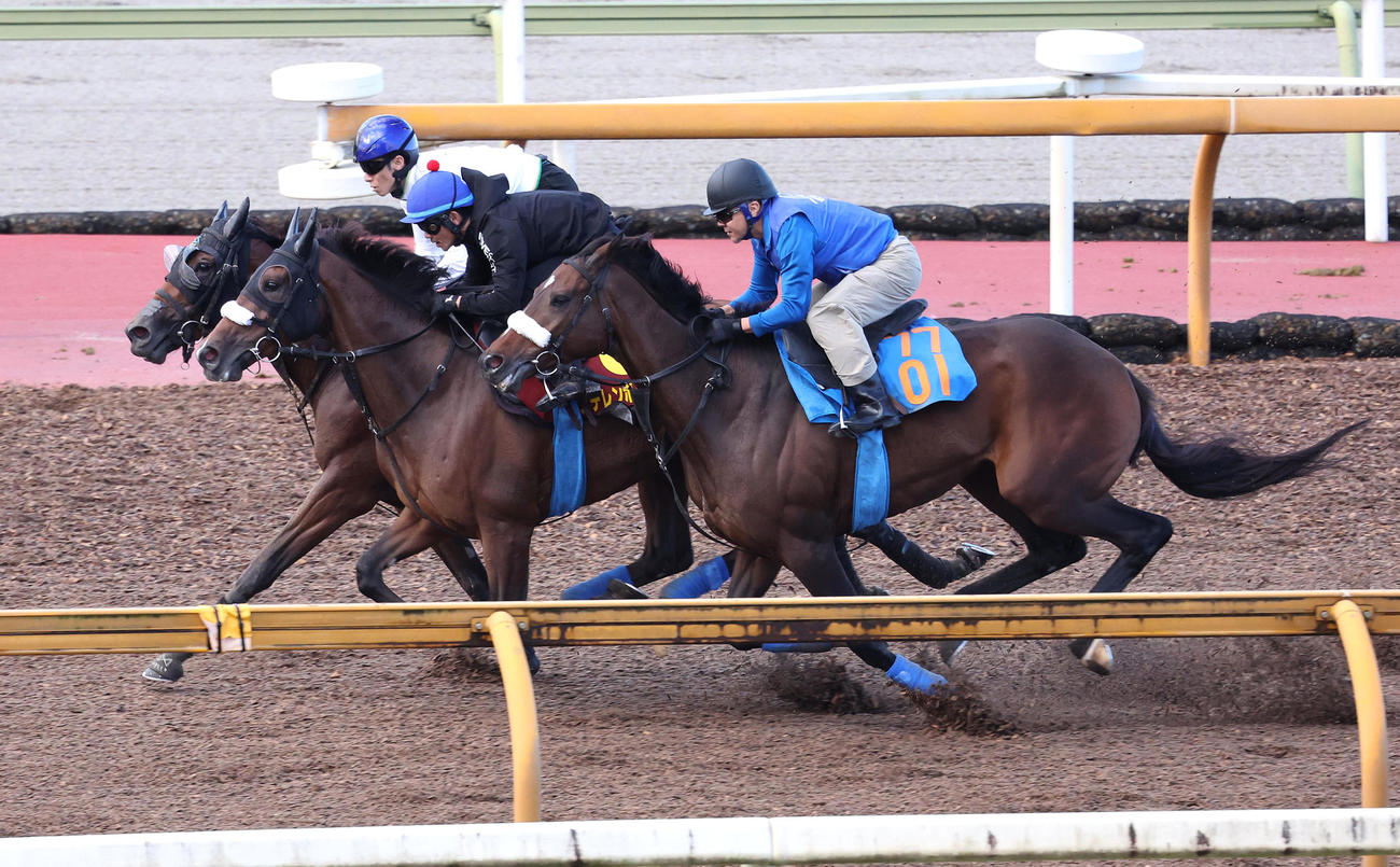 Cウッドを3頭併せで追い切るミアネーロ（奥）とステレンボッシュ（中央）（撮影・白石智彦）