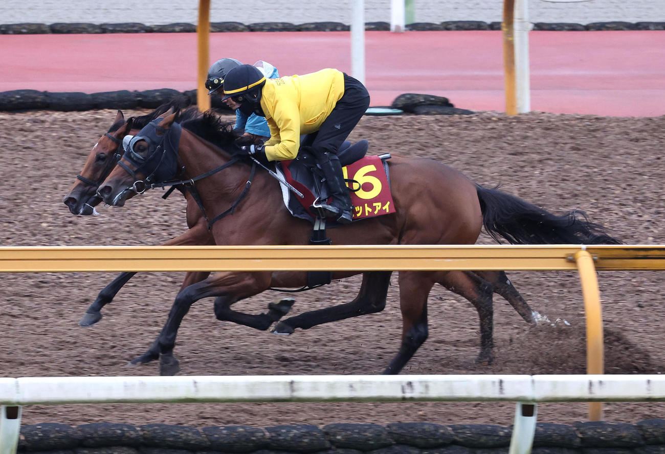 Cウッドを併せ馬で追い切るラビットアイ（手前）（撮影・白石智彦）