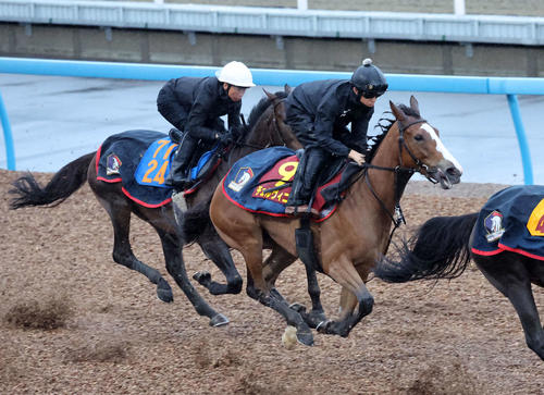 美浦ウッドで追い切るチェルヴィニア(右)(撮影・鈴木正人)