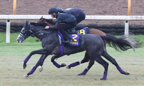 芝コースにて併せ馬で追い切るアドマイヤテラ