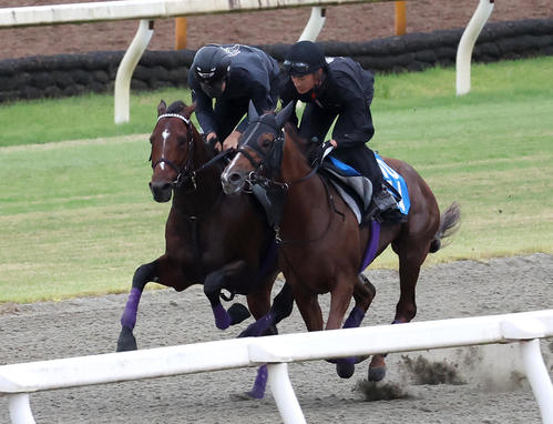 ポリトラックをシヴァース(右)と併せ馬で追い切るドウデュース(撮影・白石智彦)