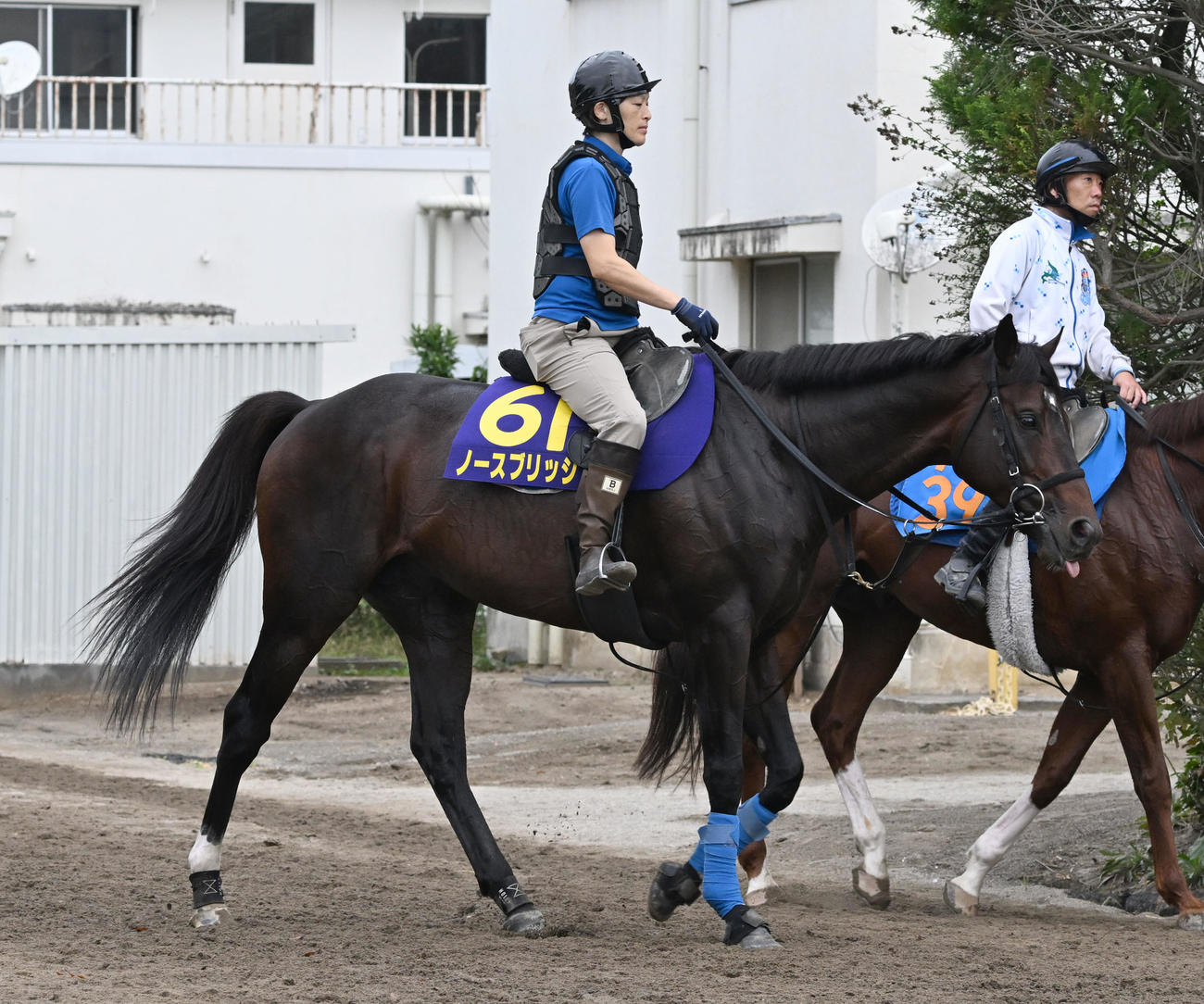 厩舎周りを運動するノースブリッジ（撮影・千葉一成）