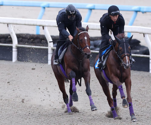 ドウデュース(左)はポリトラックをシヴァースと併せて追い切る(撮影・亀井直樹)