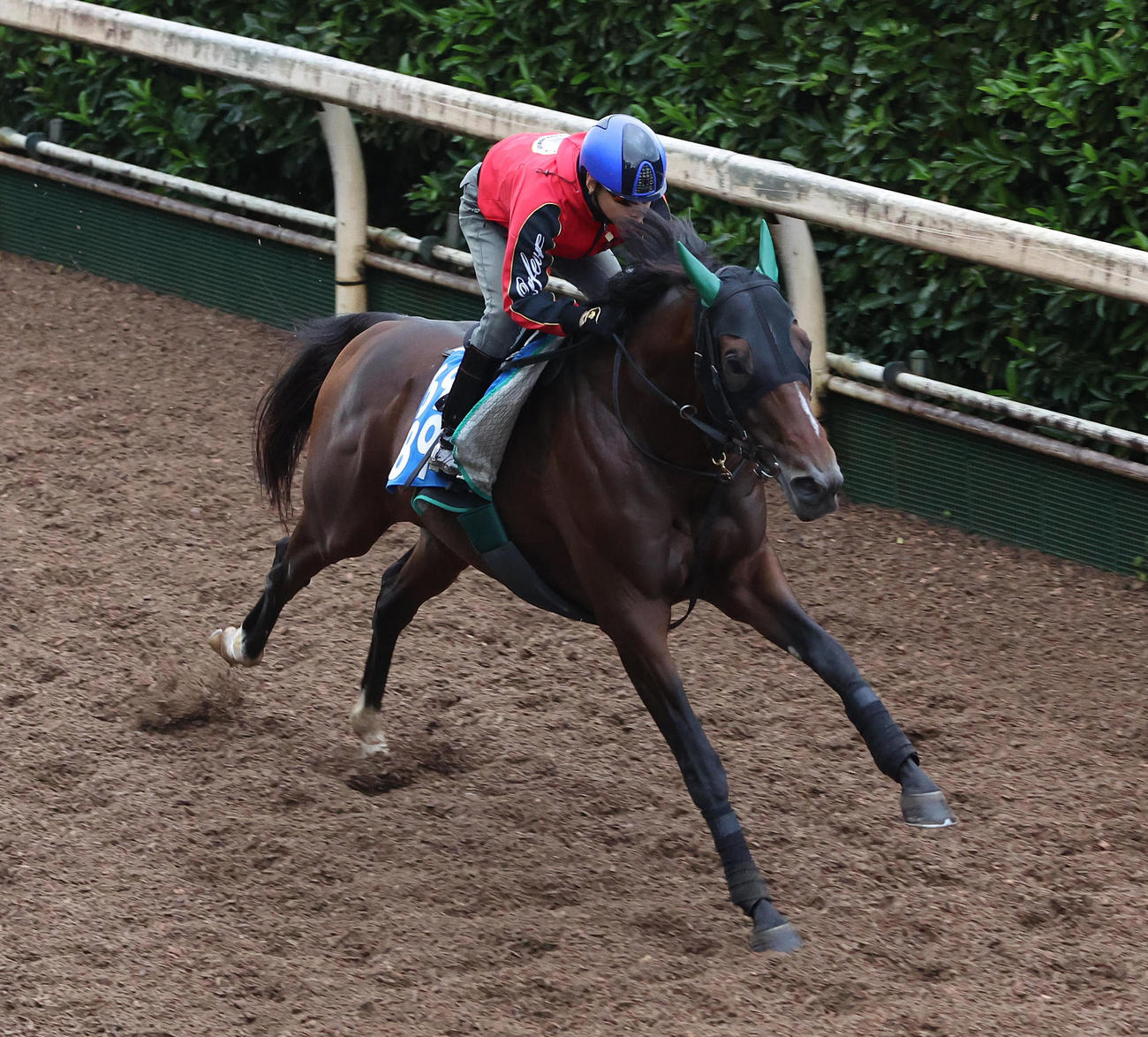 池添謙一騎手を背に坂路を単走で追い切るサヴォーナ（撮影・白石智彦）