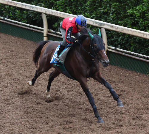 池添謙一騎手を背に坂路を単走で追い切るサヴォーナ（撮影・白石智彦）