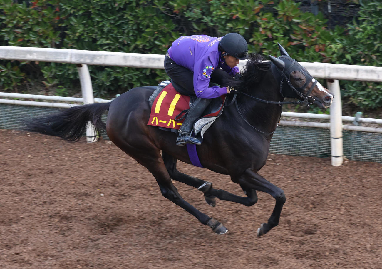 坂路で追い切るハーパー