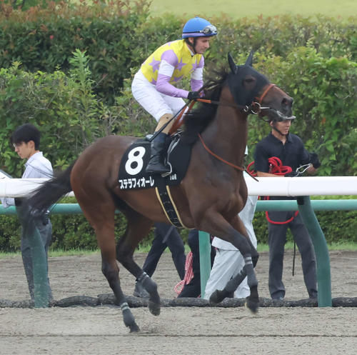 ステラフィオーレ(2023年7月15日撮影)