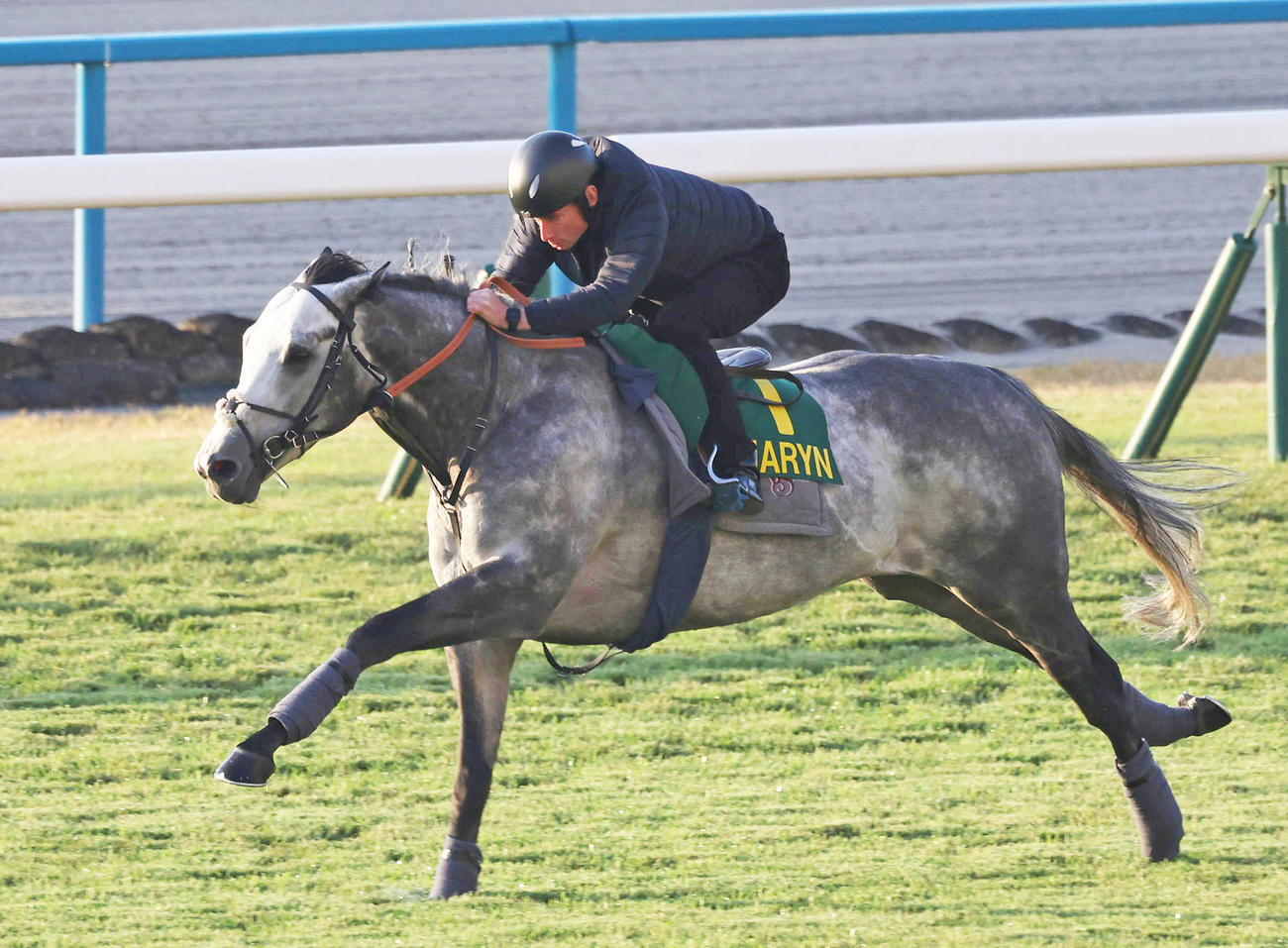 R・ムーア騎手を背に京都競馬場の芝コースで追い切るチャリン（撮影・白石智彦）