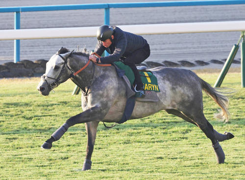 R・ムーア騎手を背に京都競馬場の芝コースで追い切るチャリン(撮影・白石智彦)