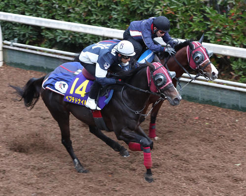 藤岡佑騎手を背に坂路をホークフィールド(右)と併せ馬で追い切るペプチドナイル(撮影・白石智彦)