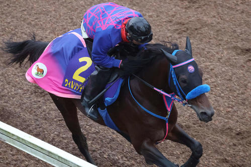 力強いフットワークで美浦坂路を駆け上がるウィルソンテソーロ(撮影・丹羽敏通)