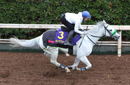 長岡騎手を背に坂路を単走で追い切るガイアフォース(撮影・白石智彦)