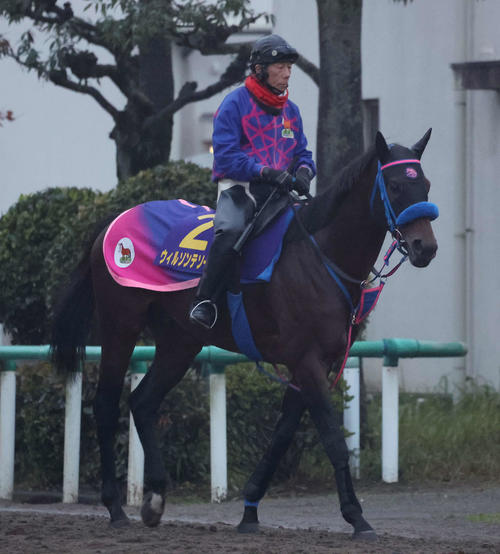 11月27日、夜明け前から乗り運動するウィルソンテソーロ(撮影・丹羽敏通)