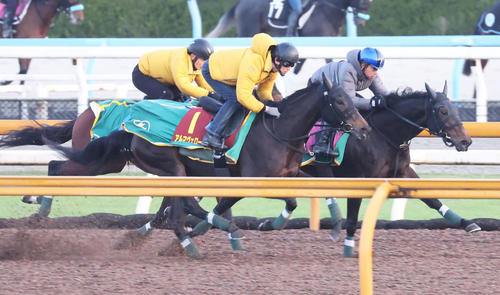 Cウッドで3頭併せで追い切るアルマヴェローチェ