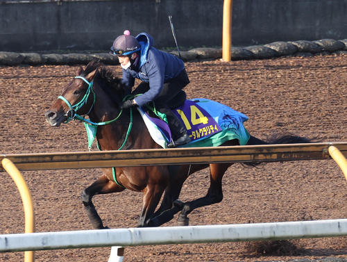 Cウッドを単走で追い切るトータルクラリティ（撮影・白石智彦）